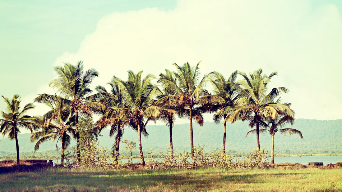 A row of palm trees against a bright sky and grassy field.